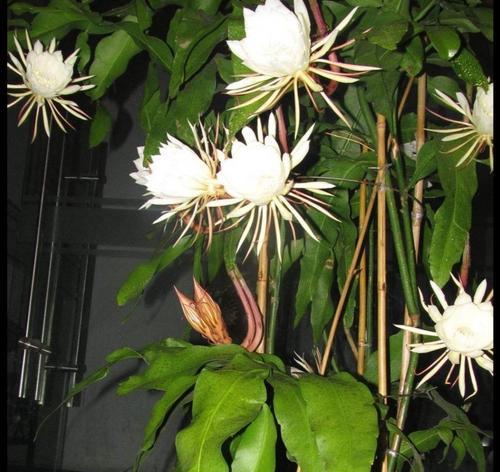 家养昙花的吉利之道（昙花开花代表什么预兆及如何获得吉利）