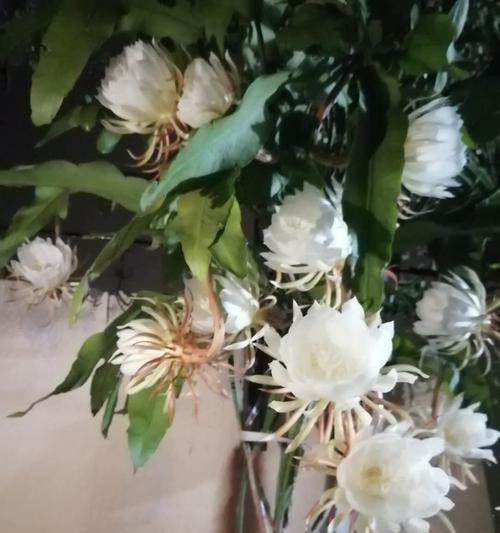 家养昙花的吉利之道（昙花开花代表什么预兆及如何获得吉利）