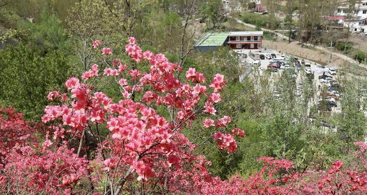 江门的市花——杜鹃花的花语寓意（江门市花杜鹃花的美丽寓意与特点）