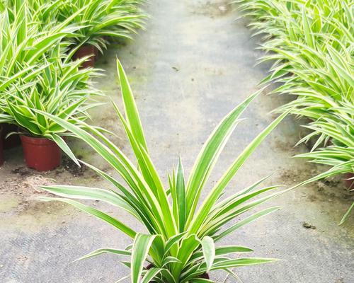 金边吊兰的寓意与象征风水（室内植物中的吉祥之选——金边吊兰）