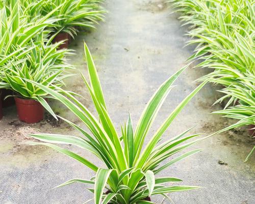 金边吊兰的寓意与象征风水（室内植物中的吉祥之选——金边吊兰）