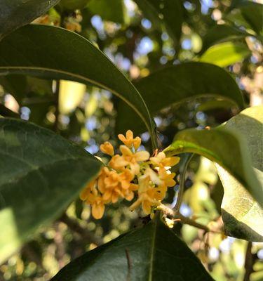 金桂花开，岁月芬芳（金桂开花季节与花语的魅力）