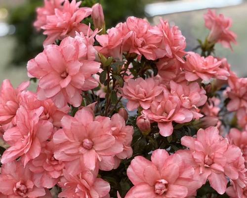 金华市花——牡丹花的魅力与寓意（金华市花牡丹的种类与特点）