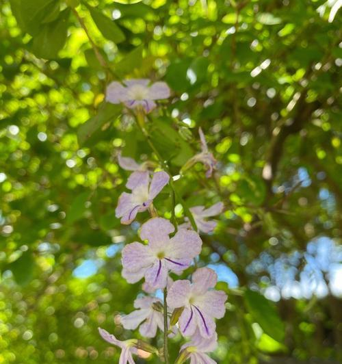 金露花的花语与寓意（探寻金露花的花语与寓意）