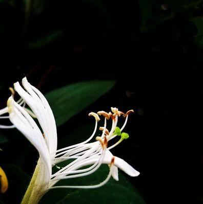 金银花的花语和寓意大揭秘（探索金银花的意义）