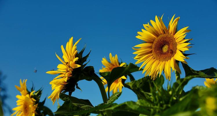 葵花（探寻葵花的寓意及象征意义）