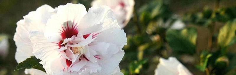 昆山的市花——牡丹花的美丽与意义（探索昆山市花的历史传承与文化底蕴）