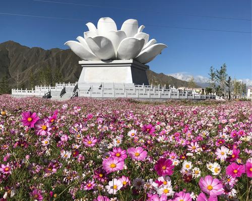 市花格桑花的象征寓意（探究市花格桑花的意义与价值）