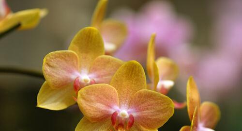 以兰花之美颂扬寓意与花语（祝福与美好的象征——兰花的花语与寓意）