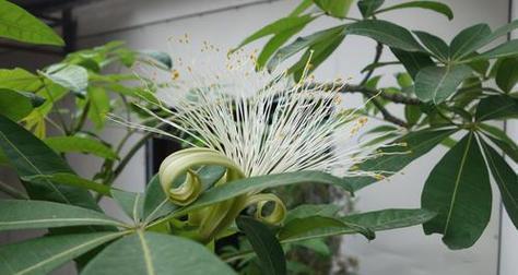 以蓝桉的花语和开花特点（以蓝桉的花语及开花特点详解）