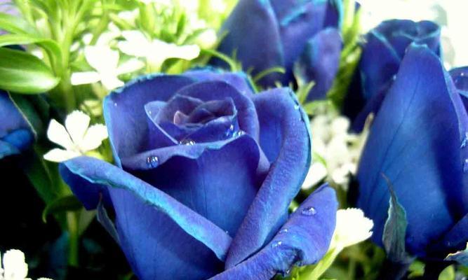 以蓝玫瑰的花语及适合送给的人（了解蓝玫瑰的特殊意义）