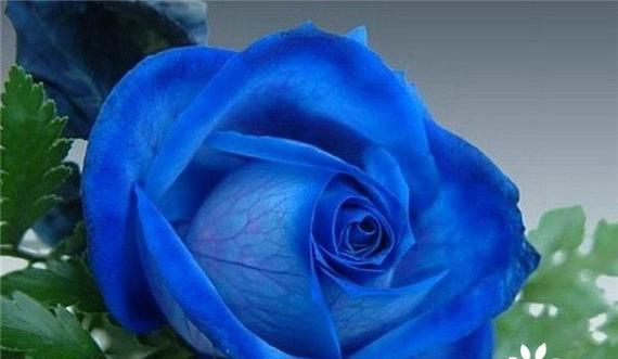 以蓝玫瑰花为象征的花语秘密（蓝玫瑰的神秘与浪漫）
