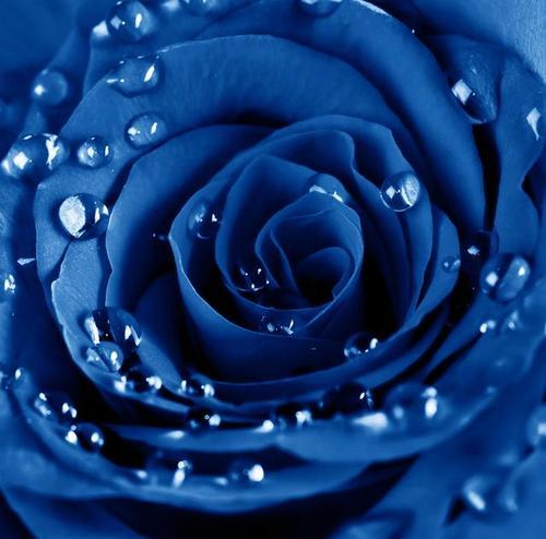 蓝色玫瑰花语与其含义（探索蓝色玫瑰的神秘与浪漫）
