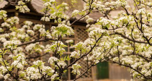 以梨花代表生肖的寓意（探讨梨花在十二生肖中的象征意义）