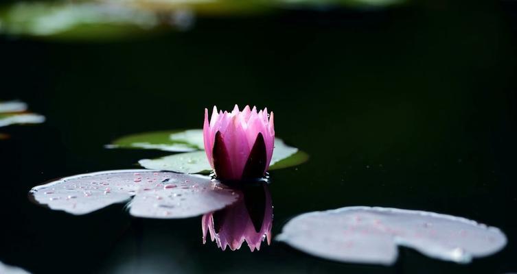 以莲花代表生肖——探索生肖与莲花之间的深刻象征（探索生肖与莲花的奇妙联系）