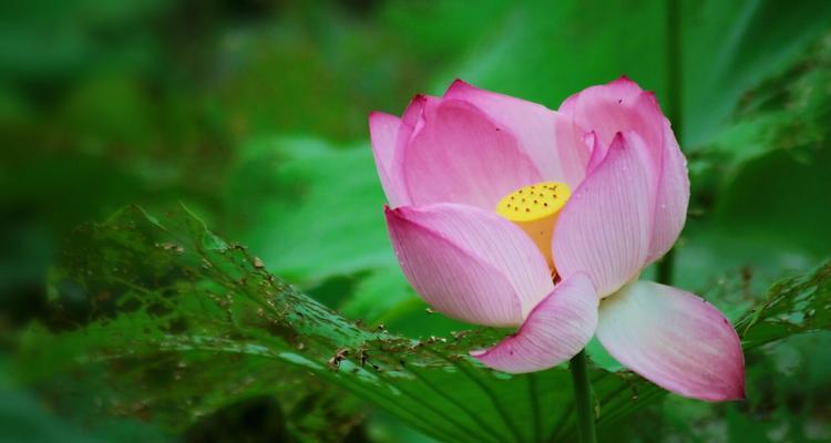 以莲花代表生肖——探索生肖与莲花之间的深刻象征（探索生肖与莲花的奇妙联系）