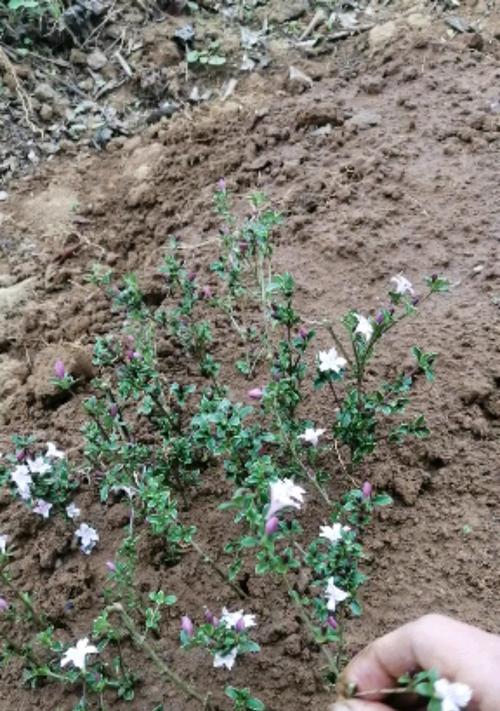 六月雪（花语寓意解析及鲜花饰品的应用）