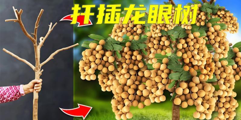 龙眼树风水的神奇力量（揭开龙眼树风水的寓意与作用）