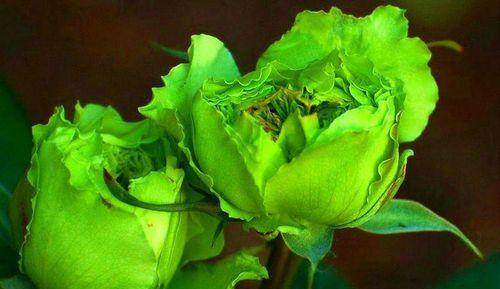 绿玫瑰的花语及代表意义（绿玫瑰的神秘寓意解析与传达方式）