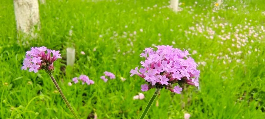 以马鞭草的花语和寓意（探寻以马鞭草花语的深意）