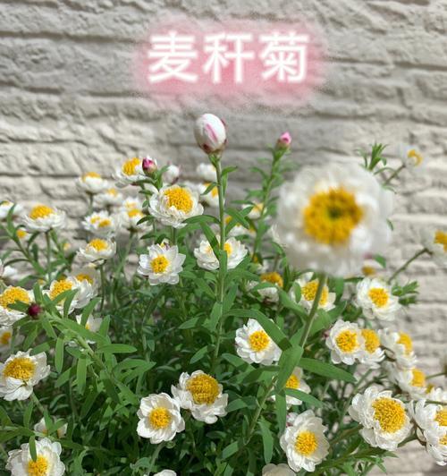 麦秆菊的花语与寓意（探寻麦秆菊的美丽与深意）