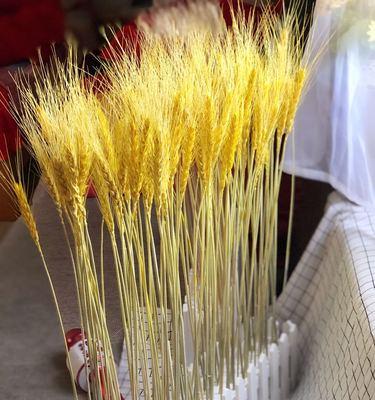 麦穗的花语与寓意（探寻麦穗之美）