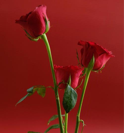 玫瑰花与人格特质的象征（探索玫瑰花在不同人群中的象征意义与应用）
