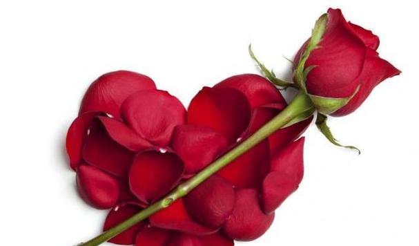 玫瑰花的象征意义及文化传承（一支玫瑰花的多重寓意与情感表达）