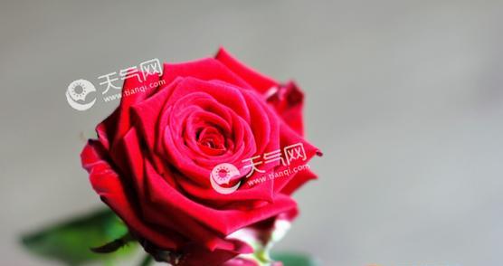 玫瑰花的象征意义及文化传承（一支玫瑰花的多重寓意与情感表达）