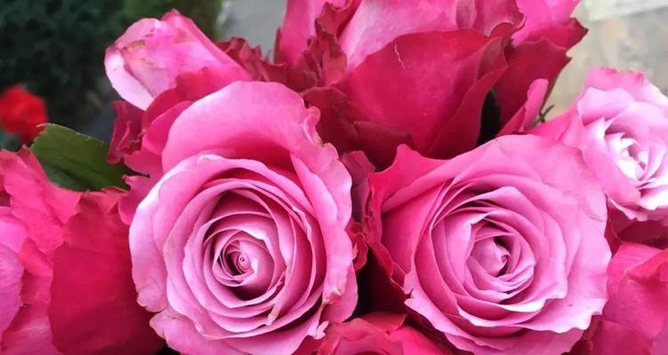 玫瑰花的花语及代表意义（浪漫花语喜爱与喜悦的象征）