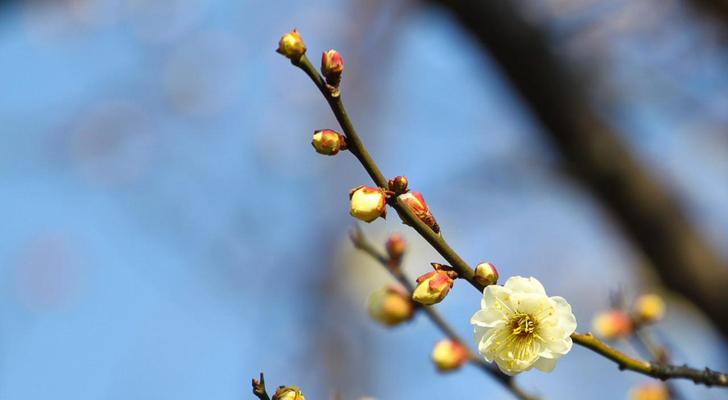 梅花之美（以梅花代表的花语及其内涵）