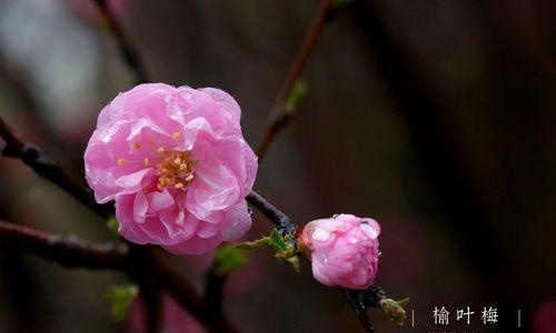 梅花之美（以梅花代表的花语及其内涵）