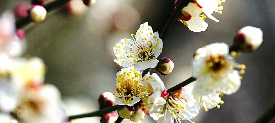 梅花（倔强挺立）