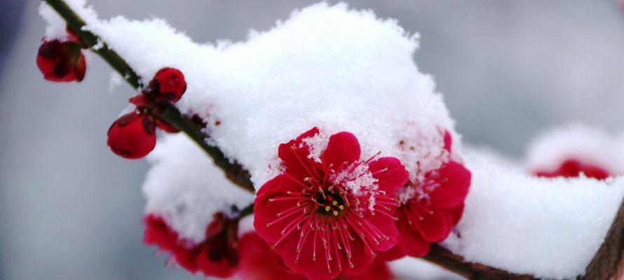 梅花的花语及象征寓意（传达淡泊名利）