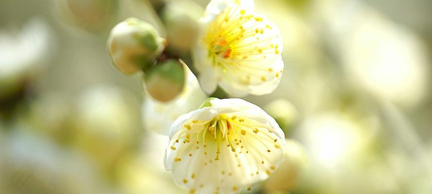 梅花花语与意义（梅花的花语与象征意义解析）