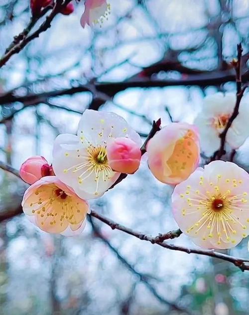 梅花花语与意义（梅花的花语与象征意义解析）