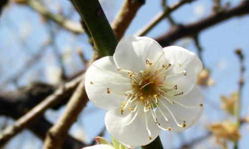 以梅花能代表什么人（寒冬中的坚韧与自尊）