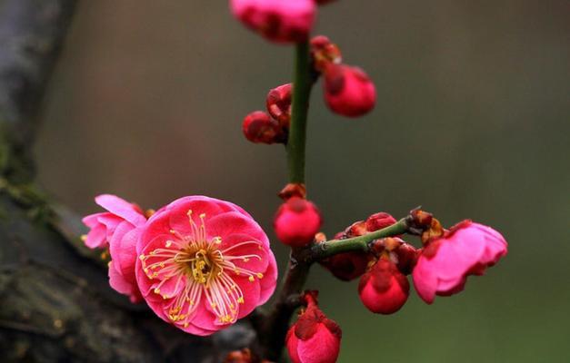 梅花的多彩世界（探寻梅花各色彩的寓意）