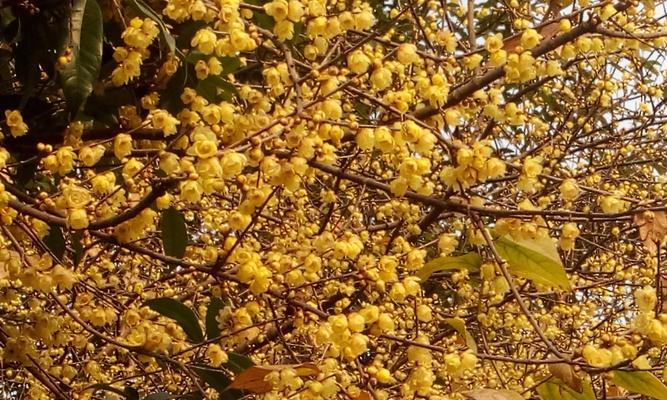 梅州的市花梅花的象征寓意（揭示梅州市花梅花的美丽与意义）