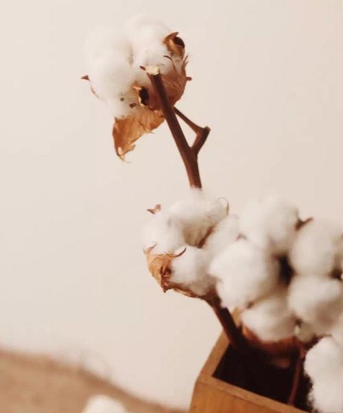 棉花的花语和寓意（用柔软传递温暖）