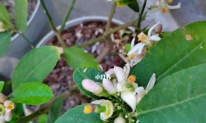 柠檬的象征意义及其应用领域（从酸涩到清新）