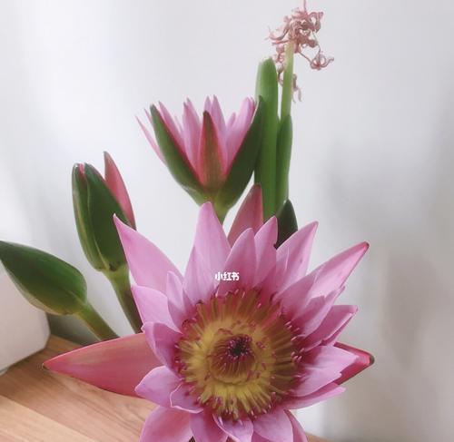女雏会开花吗（探寻女雏开花的美丽之谜与寓意）