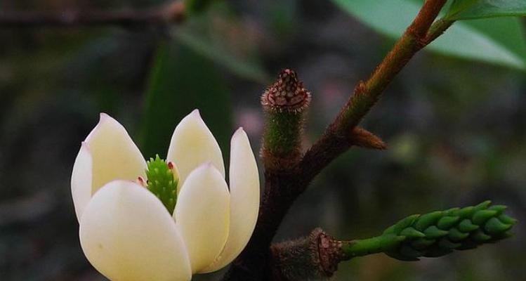 女雏会开花吗（探寻女雏开花的美丽之谜与寓意）