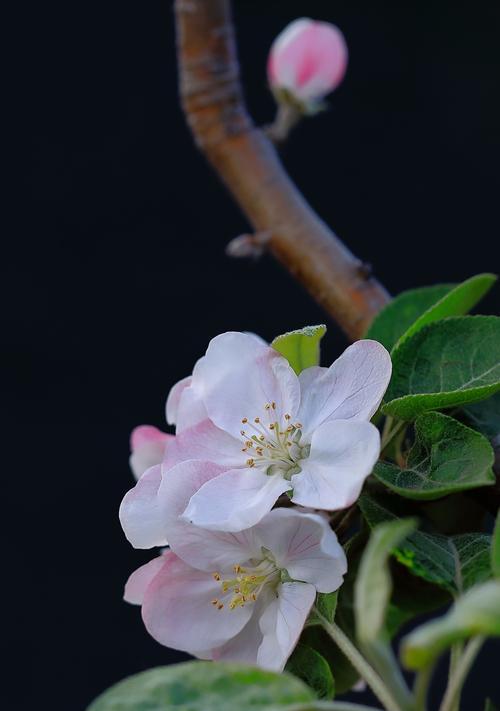 苹果（一种水果）