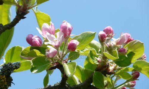 苹果花的象征与意义（探寻苹果花的文化与情感内涵）