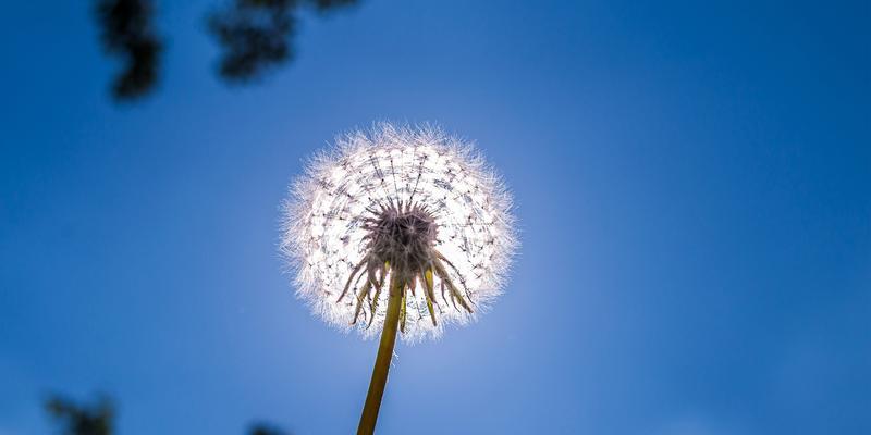 蒲公英的花语和寓意（探秘蒲公英的十五种花语与寓意）