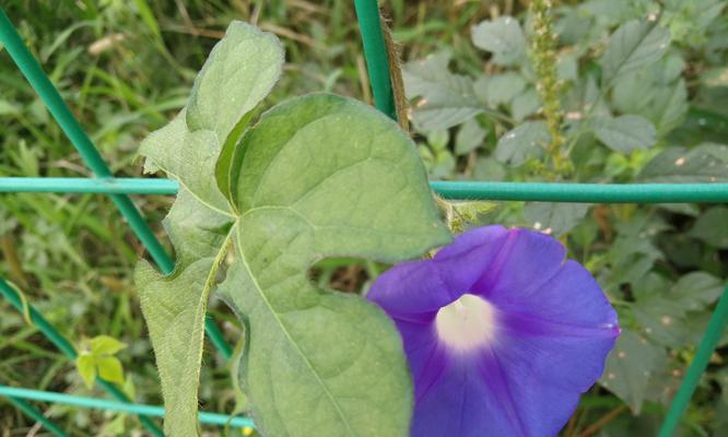 牵牛花（探索牵牛花的浪漫寓意）