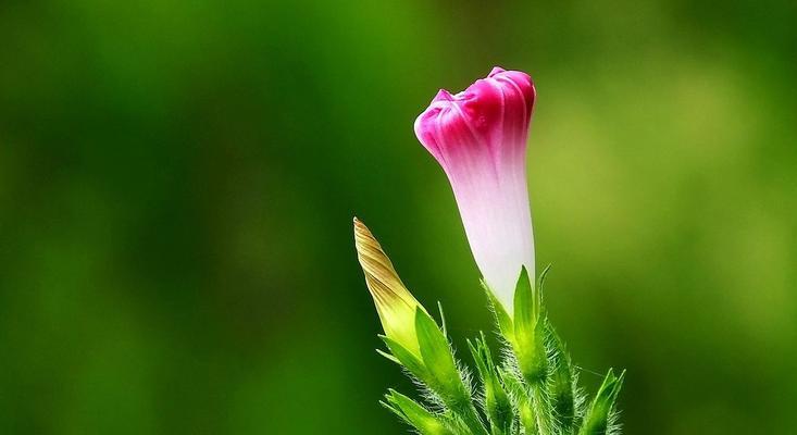 牵牛花（探索牵牛花的浪漫寓意）