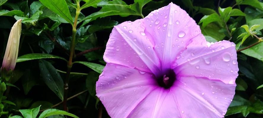 牵牛花（探索牵牛花的浪漫寓意）