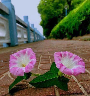 牵牛花（牵牛花的花语与寓意）